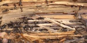 Traitement d'invasion des fourmis charpentières