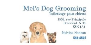 One Night Stay for a dog up to 40lbs