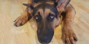 Sessions d'obéissance pour chien