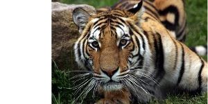 Un laissez-passer au Magnetic Hill Zoo